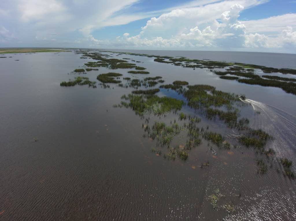Restored bulrush stands