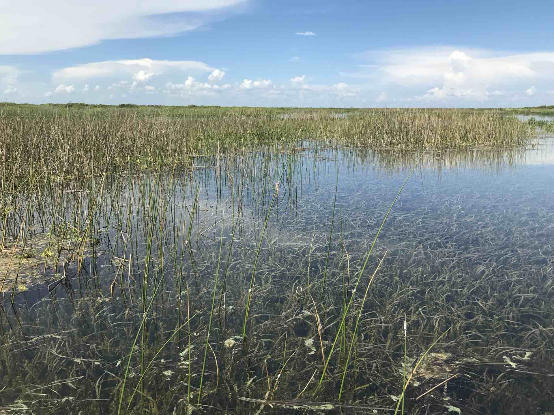 Active restoration work on Lake Okeechobee