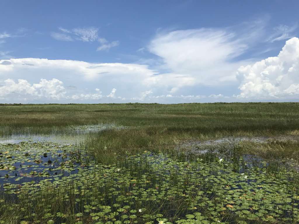 Spikerush and lilies thriving in restored waterway