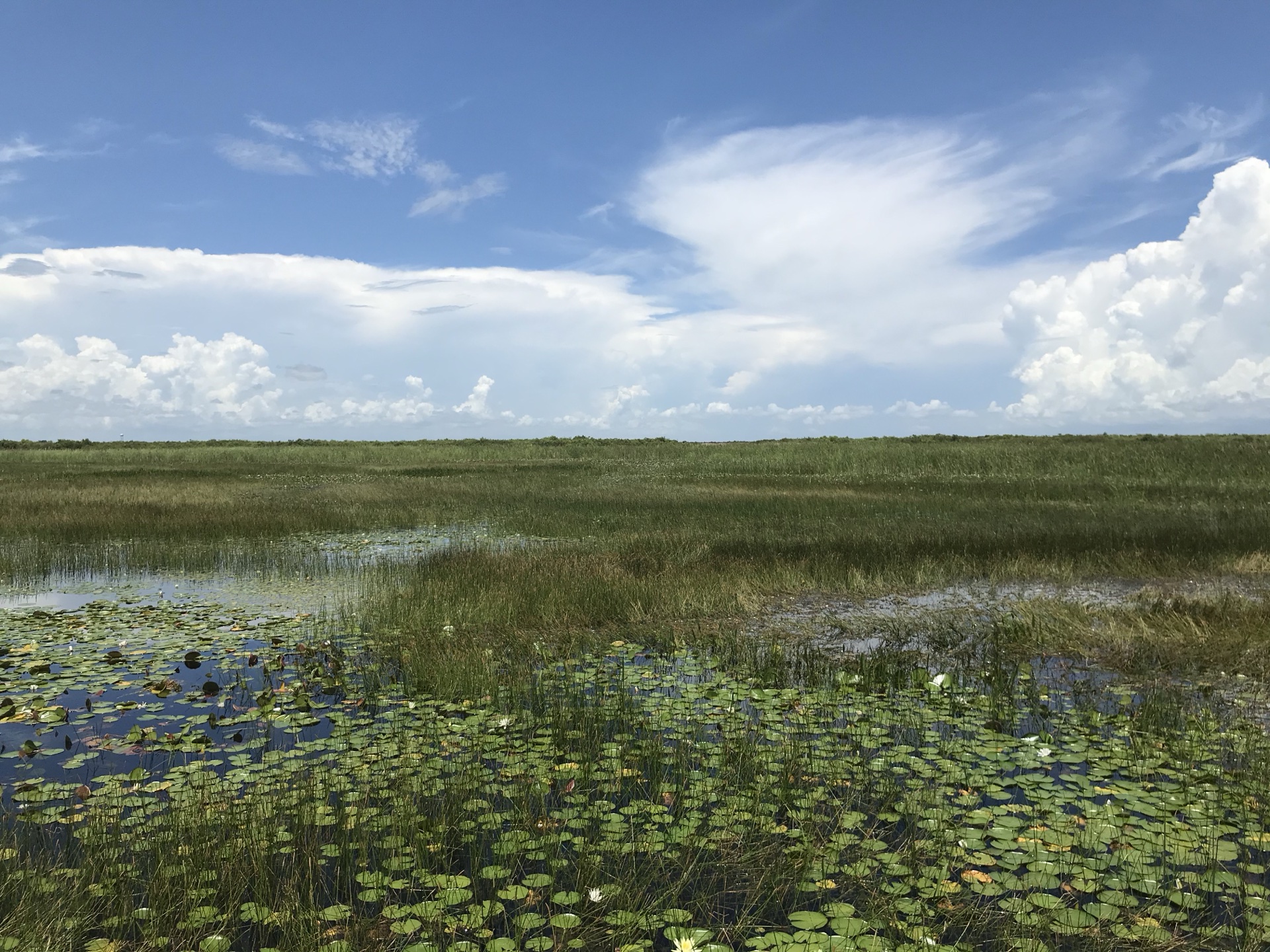 Spikerush and lilies thriving in restored waterway