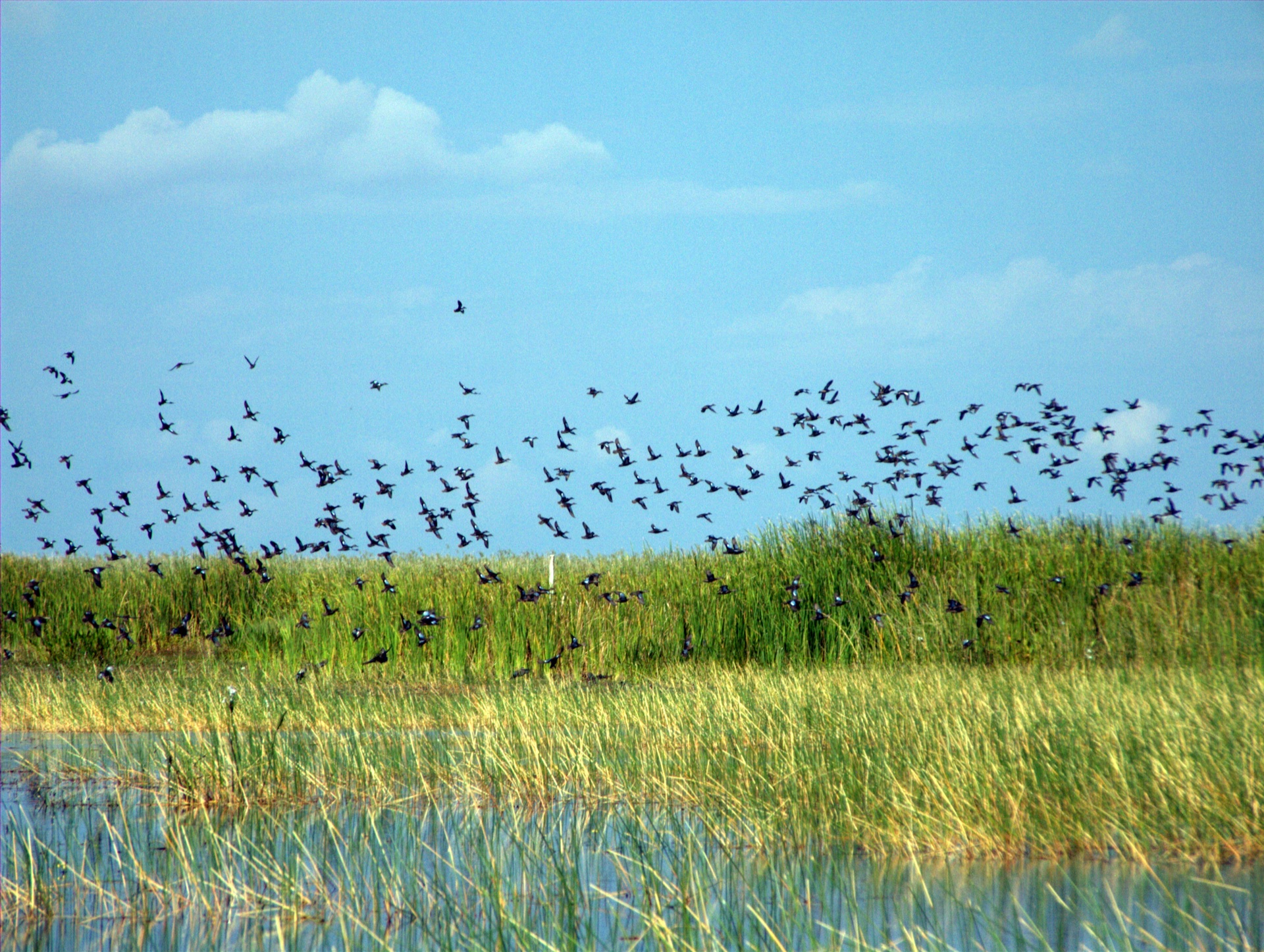 Birds gathering over restored wetlands